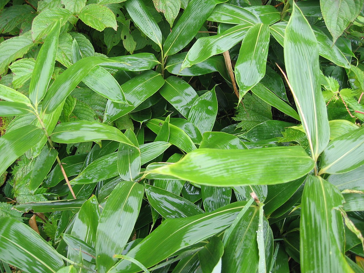 Sasa veitchii, Kuma bamboo grass — spreading evergreen (Poaceae) (image 1 of 9)