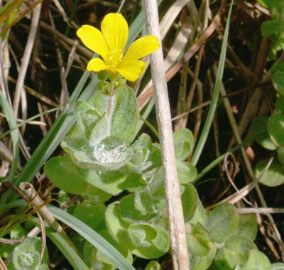 Hypericum elodes (Marsh St John's-wort)