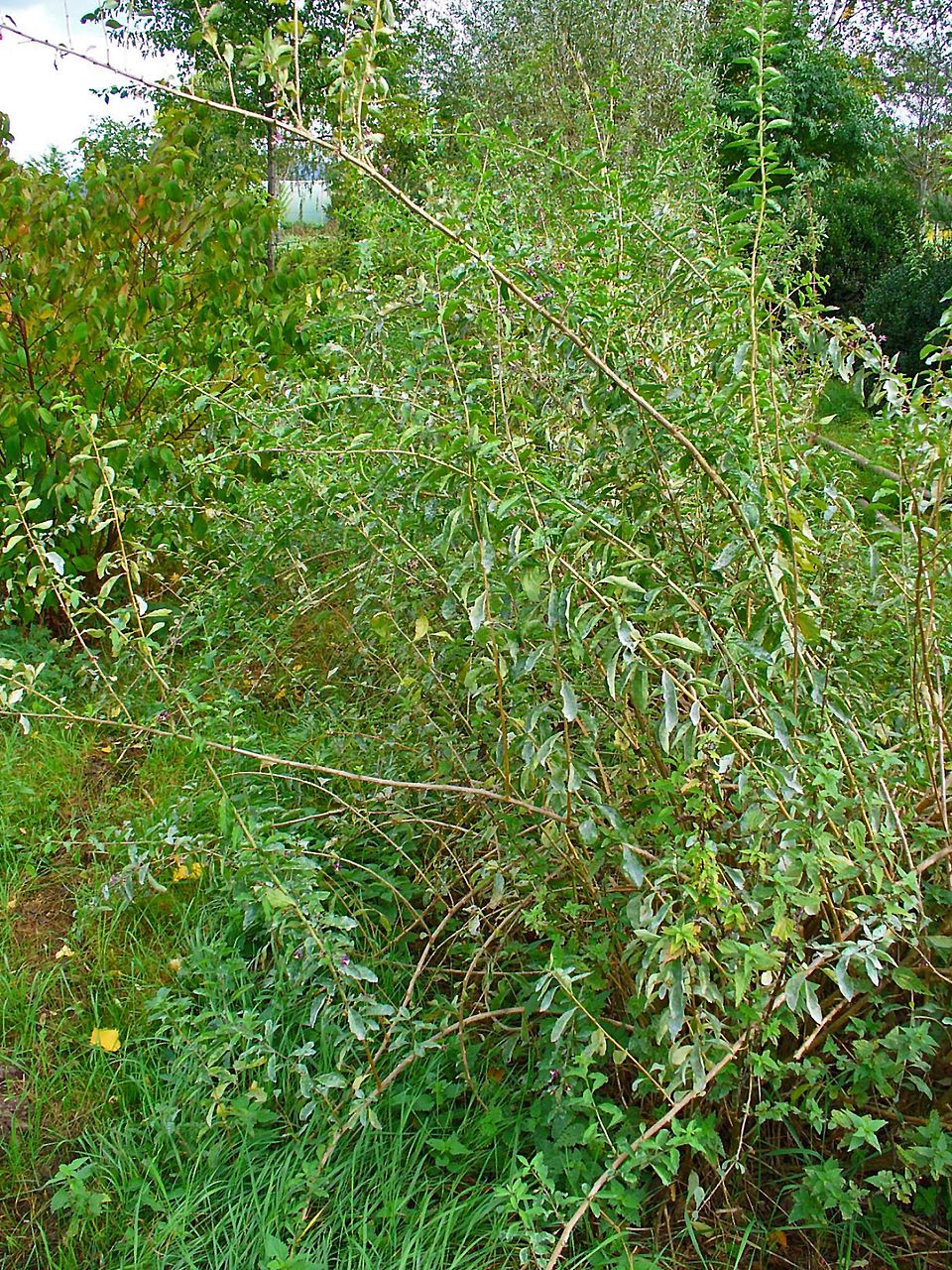 Lycium barbarum (Goji Berry) (alternate view 7)
