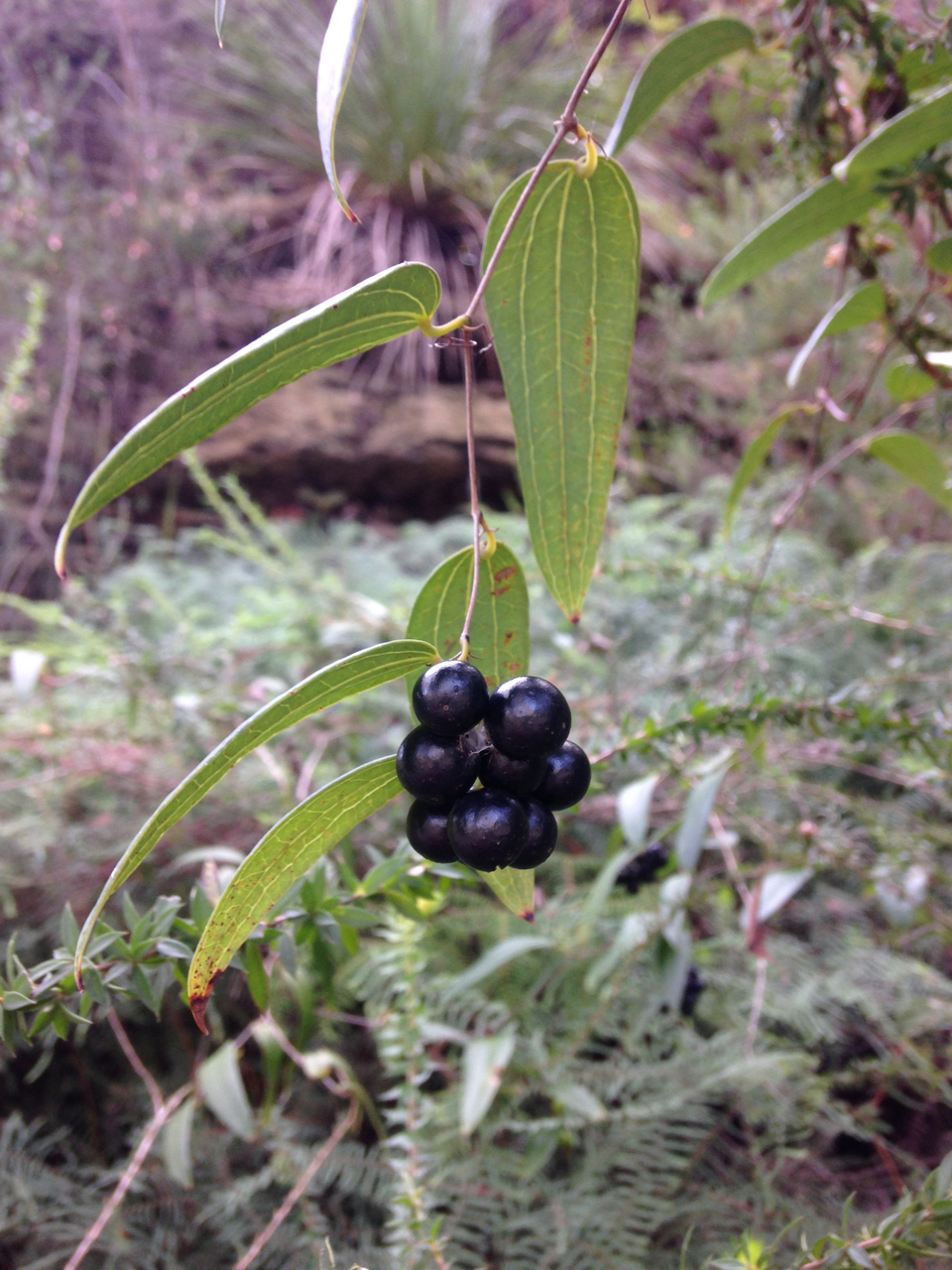 Smilax australis (Austral Sarsaparilla) (alternate view 5)