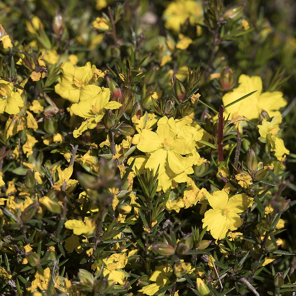 Hibbertia exutiacies (Prickly Guinea-flower)