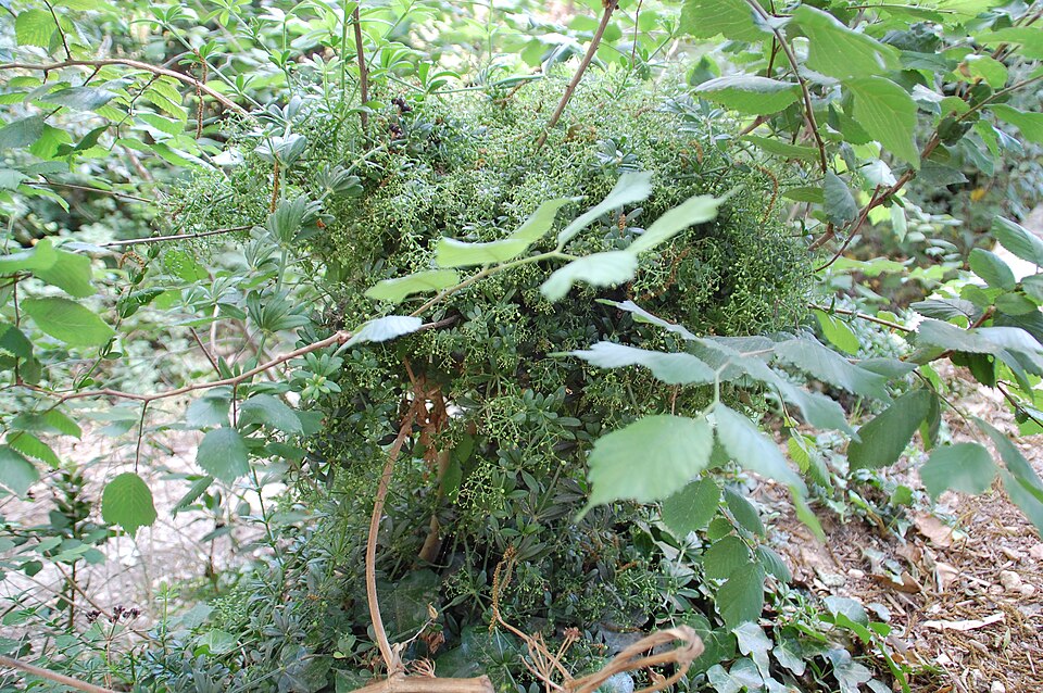 Rubia peregrina (Wild Madder)