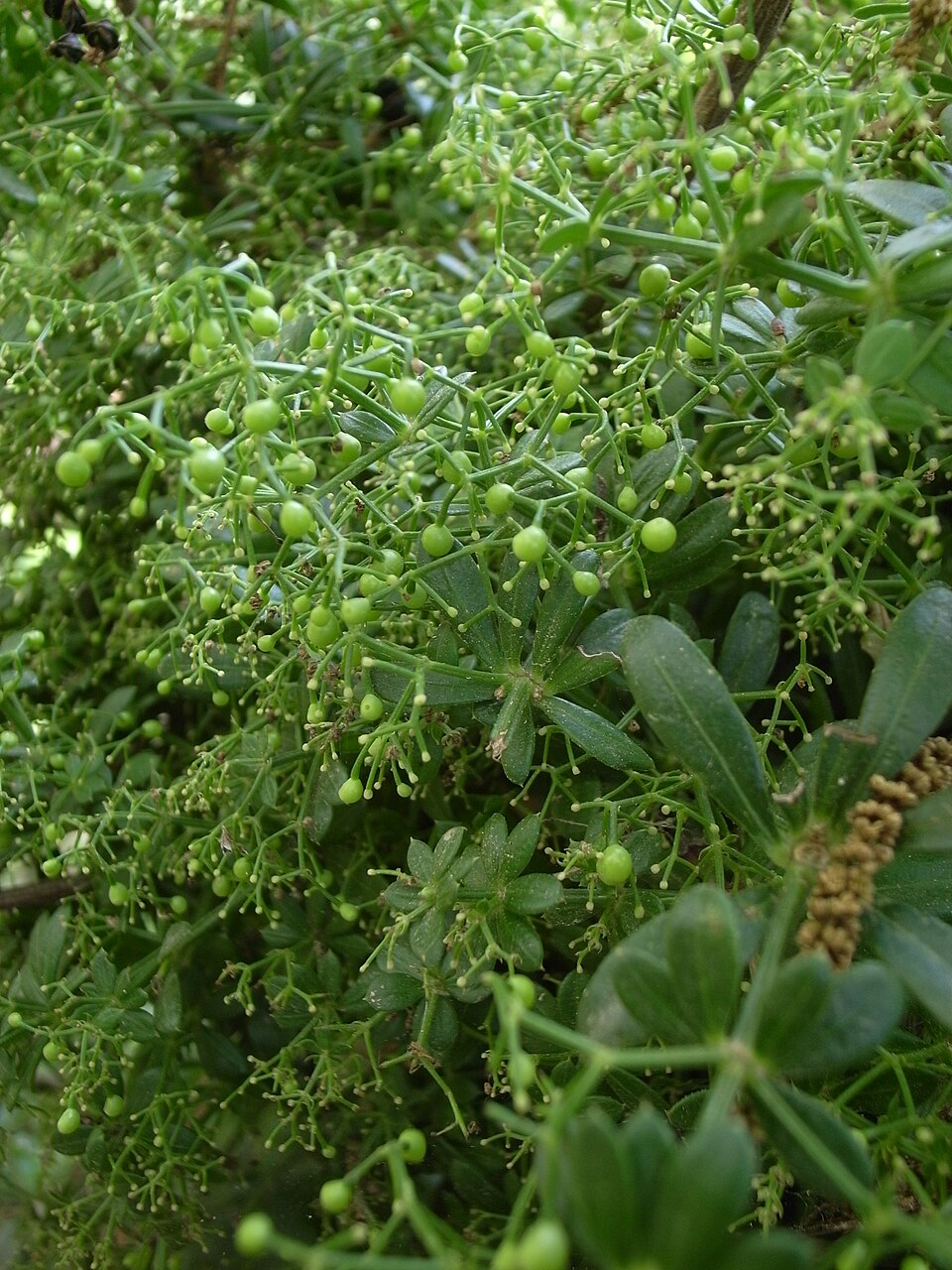 Rubia peregrina (Wild Madder)