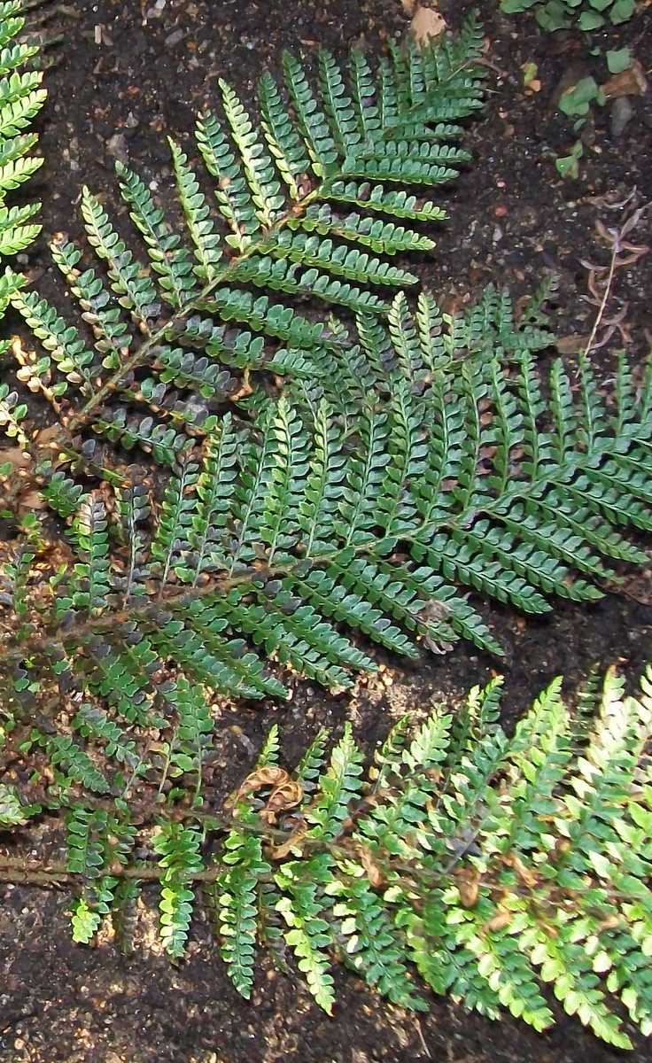Polystichum proliferum (mother shield-fern)