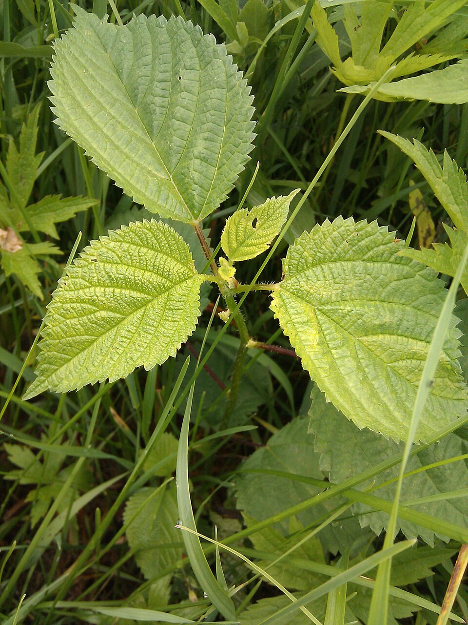 Laportea canadensis (wood nettle)