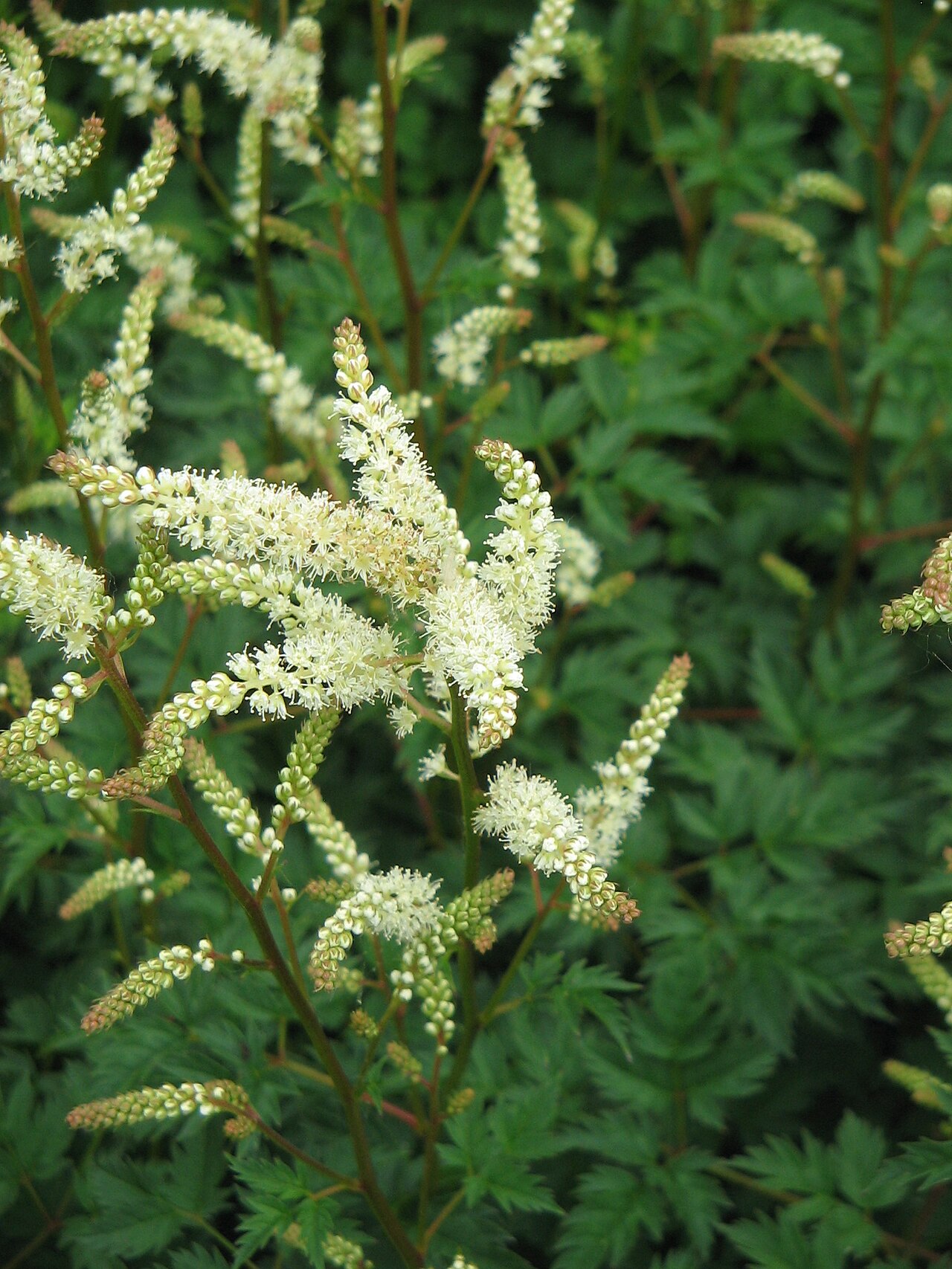 Aruncus dioicus var. aethusifolius (Dwarf Goatsbeard)