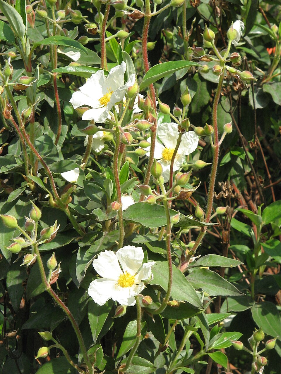 Cistus laurifolius (laurel-leaved cistus) (alternate view 8)