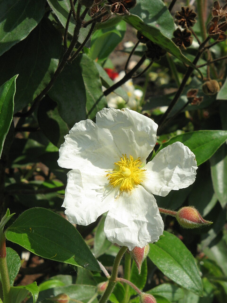 Cistus laurifolius (laurel-leaved cistus) (alternate view 9)