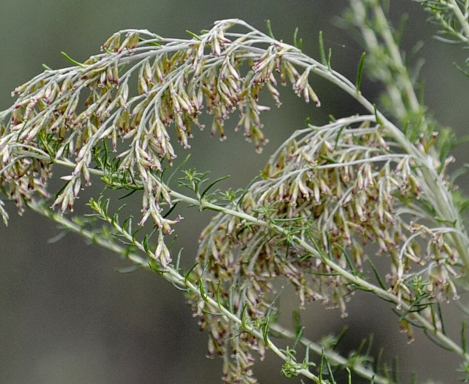 Cassinia sifton (Sifton Bush) (alternate view 7)