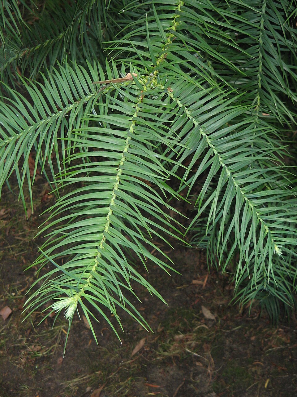 Cunninghamia lanceolata 'Glauca' (Blue China Fir)
