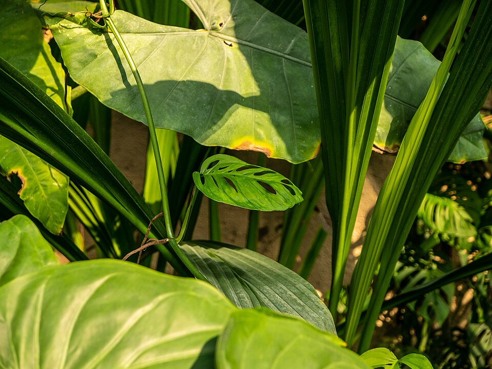 Monstera (alternate view 2)