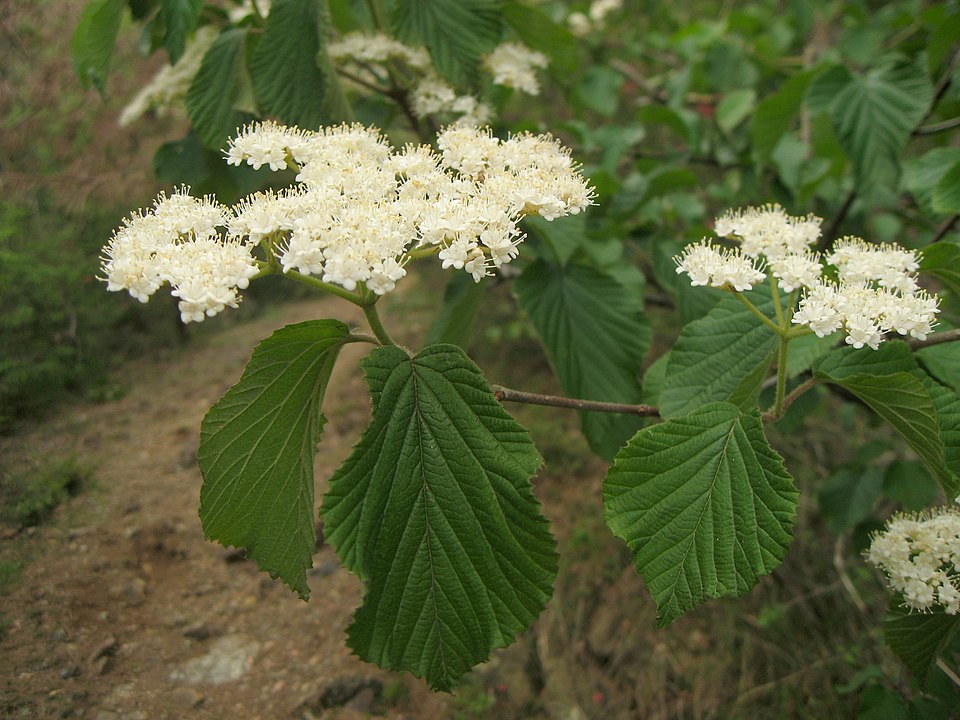 Viburnum dilatatum (linden viburnum)