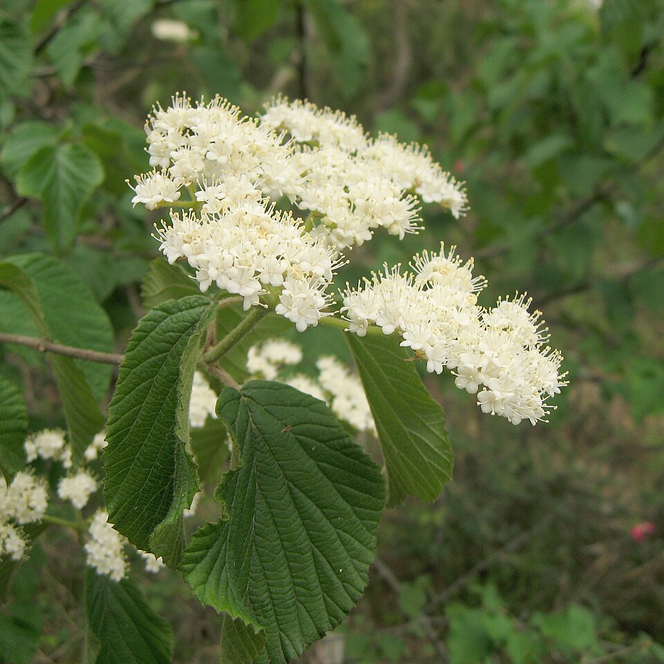 Viburnum dilatatum (linden viburnum) (alternate view 2)