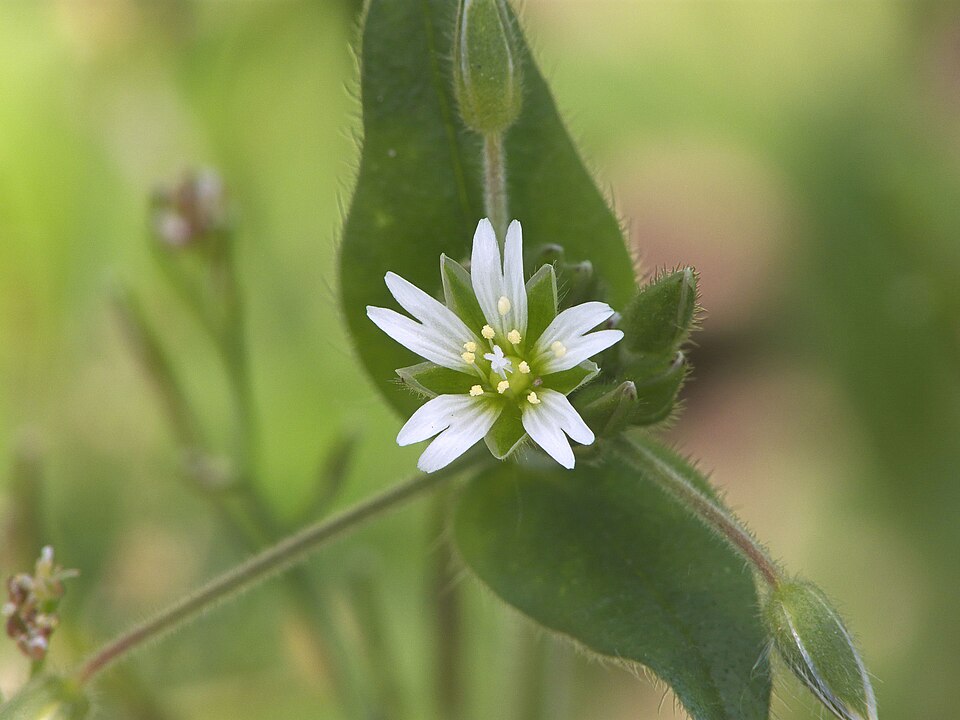 Cerastium fontanum subsp. vulgare (mouse-ear chickweed) (alternate view 4)