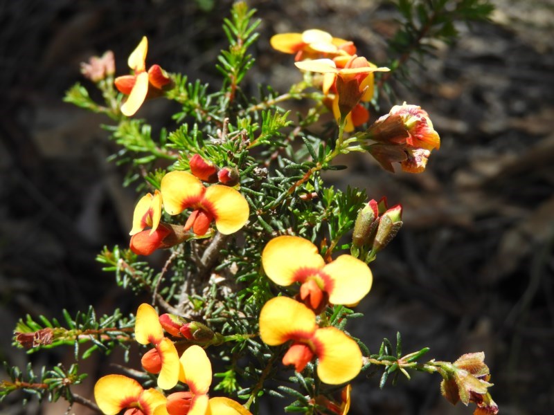 Dillwynia phylicoides (small-leaf parrot-pea) (alternate view 2)