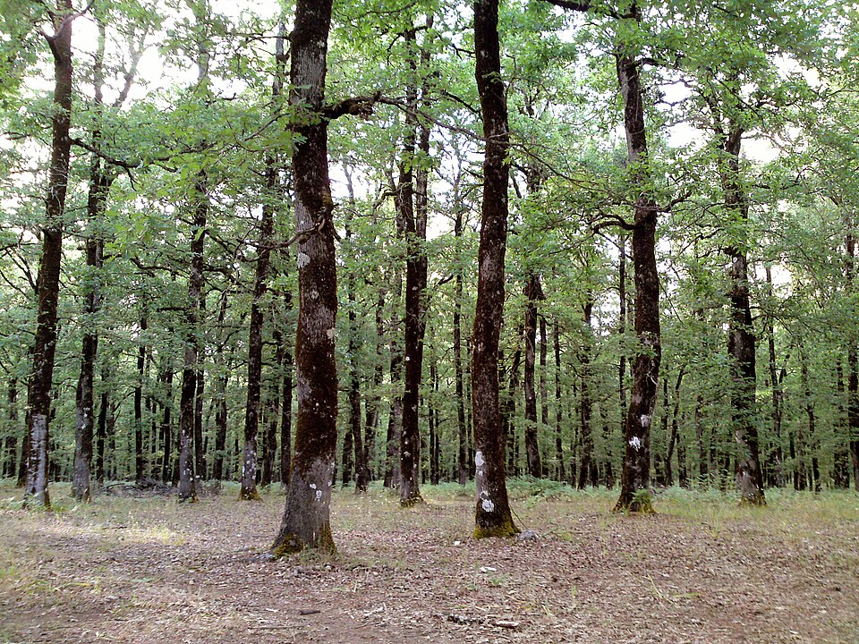 Quercus frainetto (Hungarian oak) (alternate view 8)