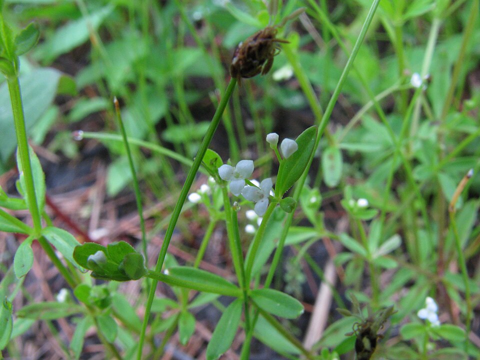 Galium trifidum (small bedstraw (native)) (alternate view 7)