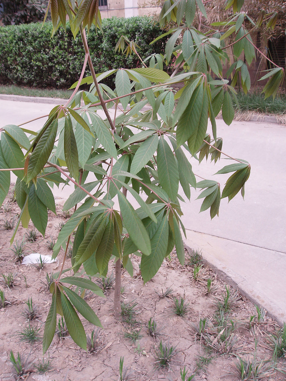 Aesculus chinensis (Chinese Horse Chestnut)