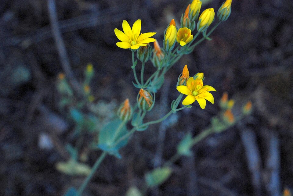 Blackstonia perfoliata (Yellow-wort)
