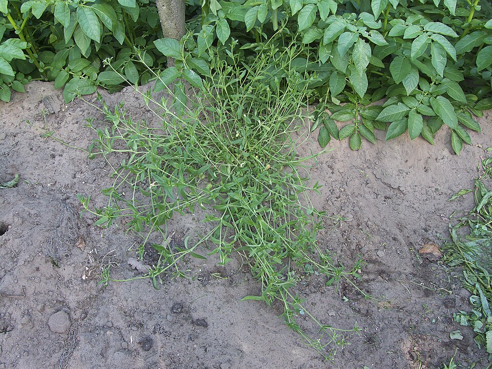 Cerastium fontanum subsp. vulgare (mouse-ear chickweed) (alternate view 5)
