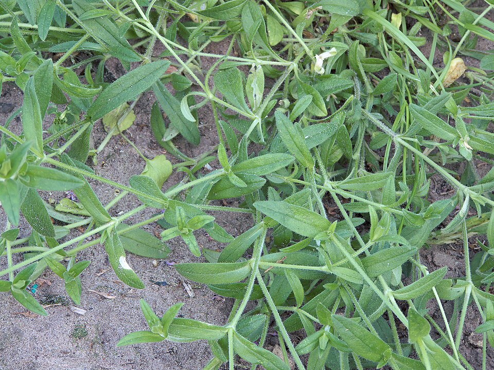 Cerastium fontanum subsp. vulgare (mouse-ear chickweed) (alternate view 6)