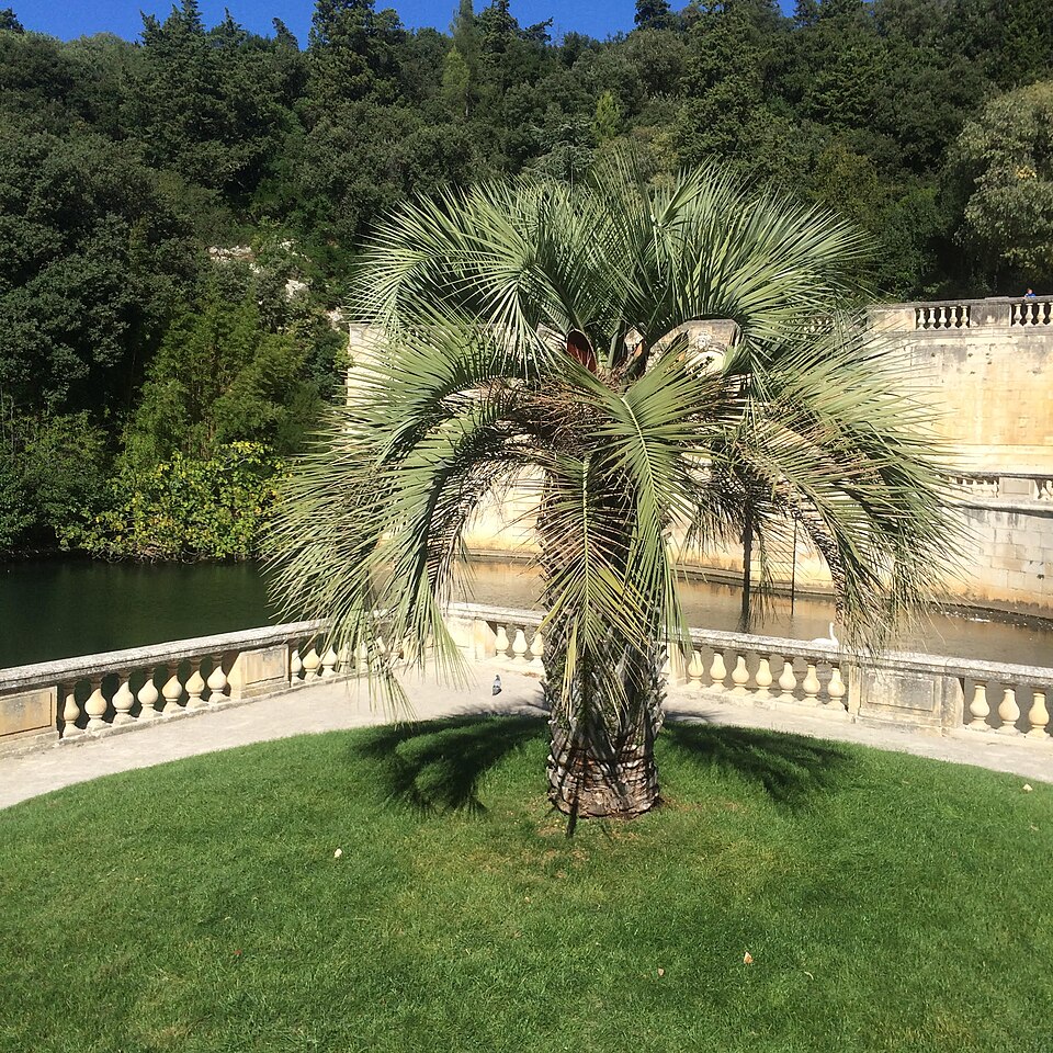 Butia odorata (Jelly Palm)