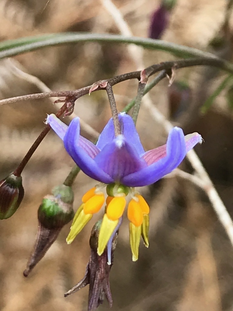 Dianella longifolia (Pale Flax-Lily) (alternate view 10)