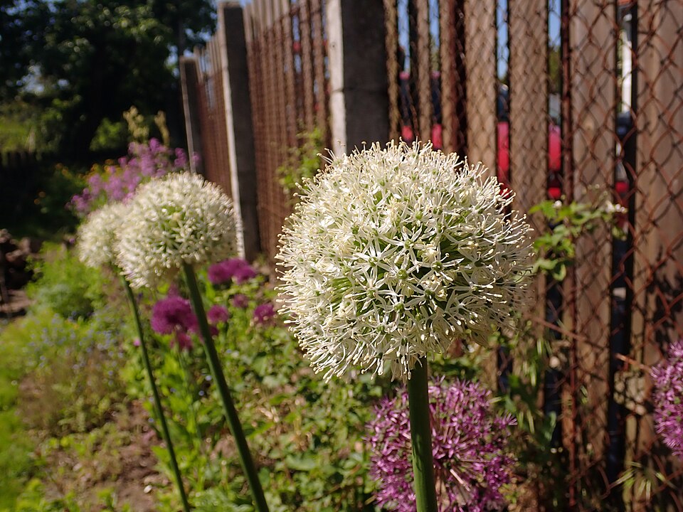Allium 'Mount Everest' (Mount Everest Allium) (alternate view 5)