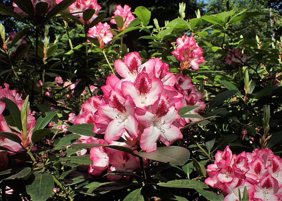 Rhododendron 'Hachmann''s Charmant' (Hachmann's Charmant)
