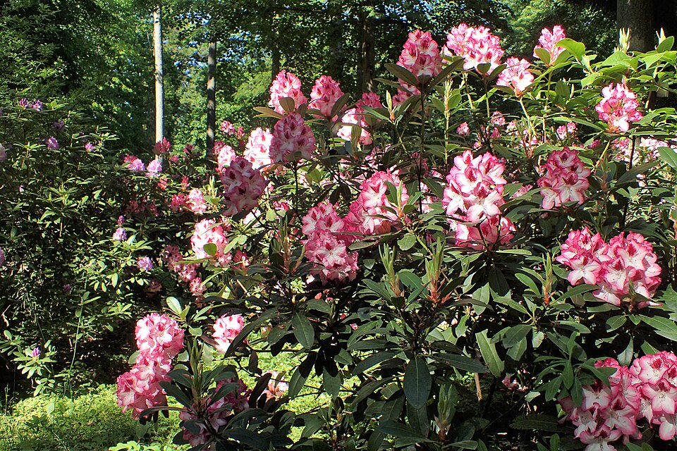 Rhododendron 'Hachmann''s Charmant' (Hachmann's Charmant) (alternate view 2)