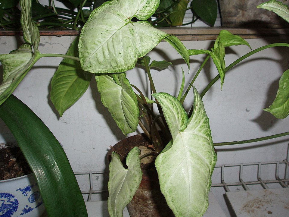 Syngonium podophyllum (Arrowhead Plant) (alternate view 5)