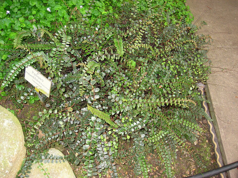 Pellaea rotundifolia (Button Fern) (alternate view 6)