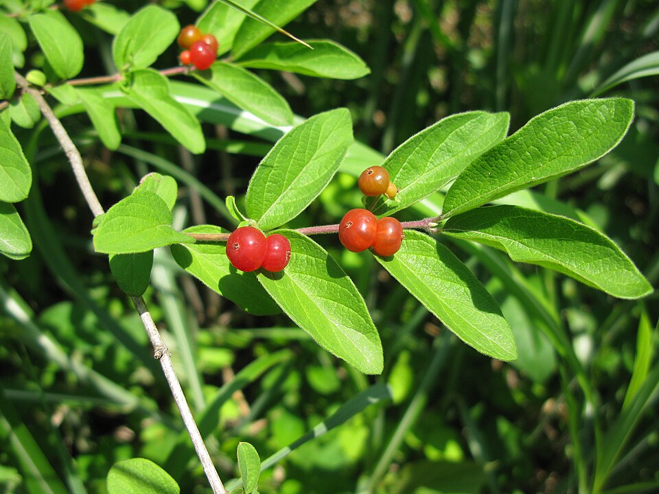 Lonicera morrowii (Morrow's honeysuckle)