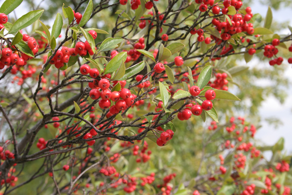 Aronia arbutifolia (red chokeberry) (alternate view 6)