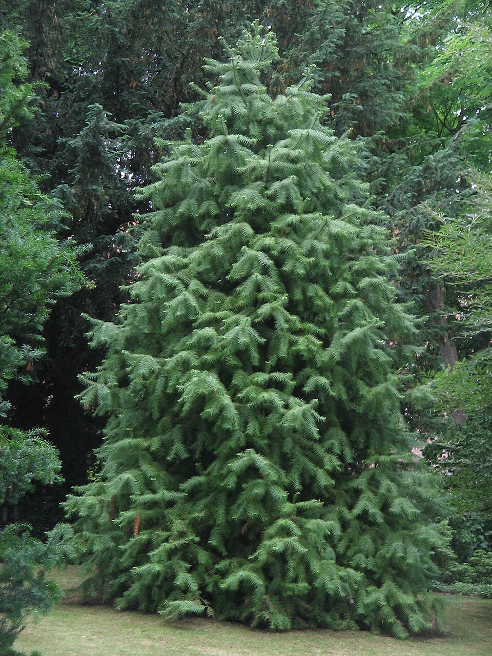 Cunninghamia lanceolata 'Glauca' (Blue China Fir) (alternate view 2)