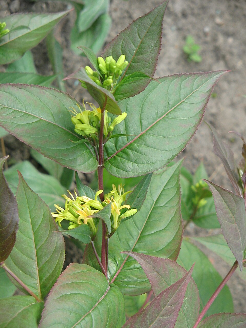 Diervilla × splendens (Bush Honeysuckle)