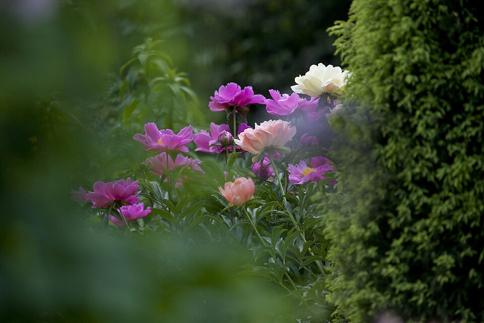 Paeonia 'Coral Sunset' (Coral Sunset Peony) (alternate view 2)