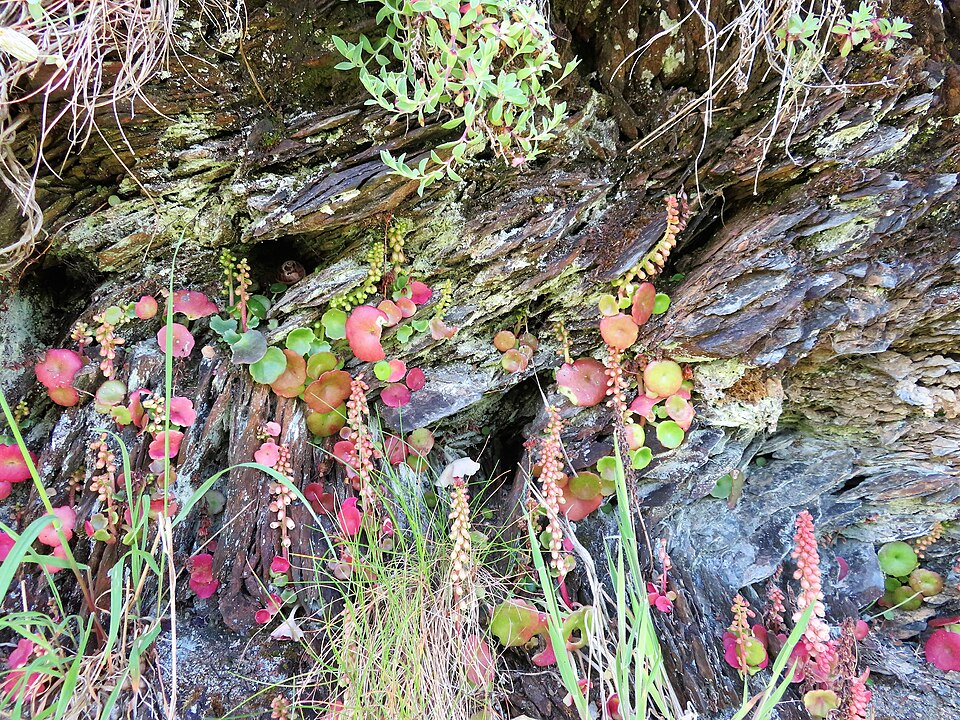 Umbilicus (Navelworts) (alternate view 3)