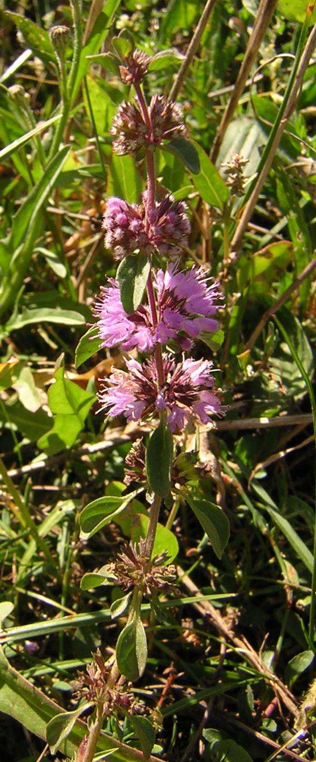 Mentha pulegium (Pennyroyal) (alternate view 6)
