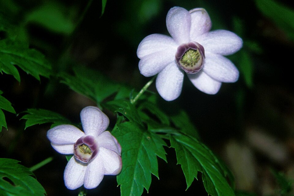 Anemonopsis macrophylla (False Anemone)