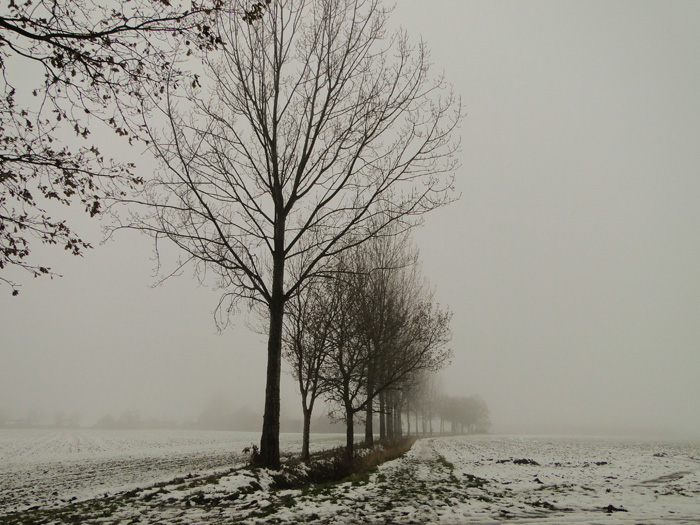 Fraxinus (ashes) (alternate view 5)