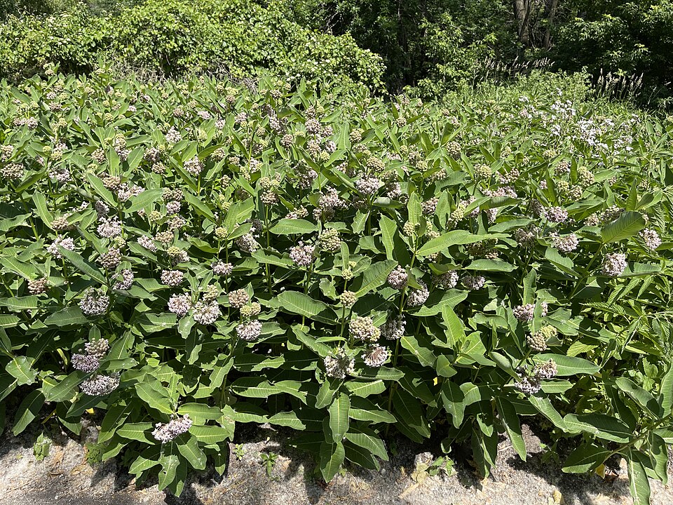 Asclepias spp. (Native Milkweed Selections) (alternate view 2)
