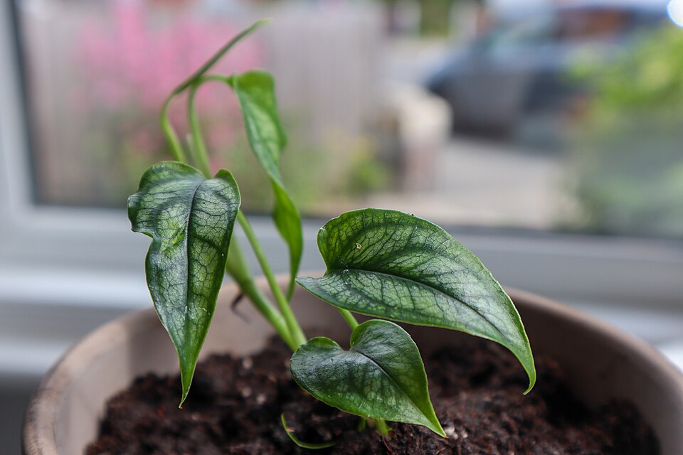 Monstera siltepecana (Silver Monstera) (alternate view 6)