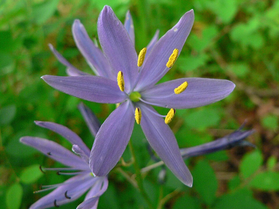 Camassia quamash (common camas) (alternate view 7)
