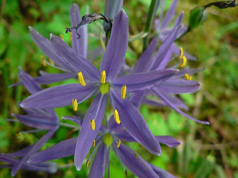 Camassia quamash (common camas) (alternate view 8)