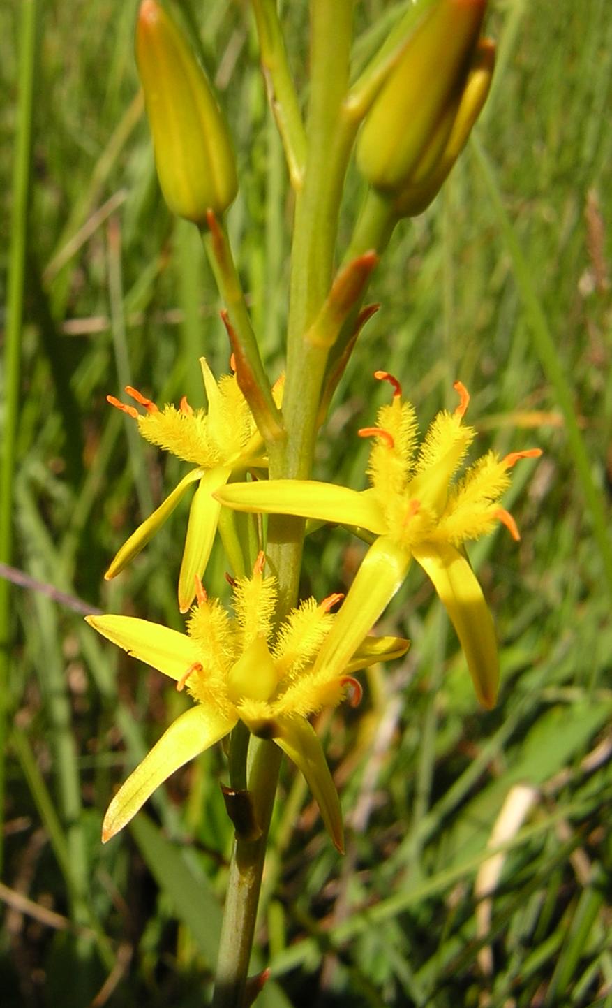 Narthecium ossifragum (bog asphodel)