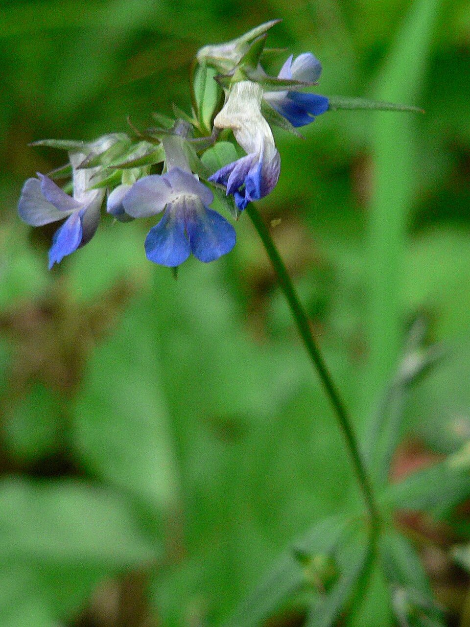 Collinsia parviflora (small-flowered blue-eyed mary) (alternate view 6)