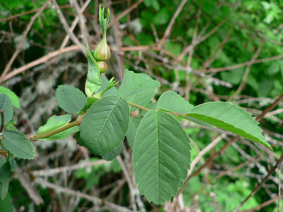 Rosa nutkana (Nootka rose) (alternate view 6)