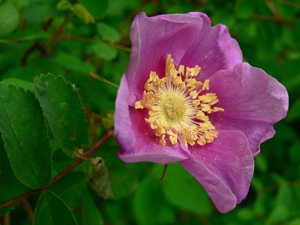 Rosa nutkana (Nootka rose) (alternate view 7)
