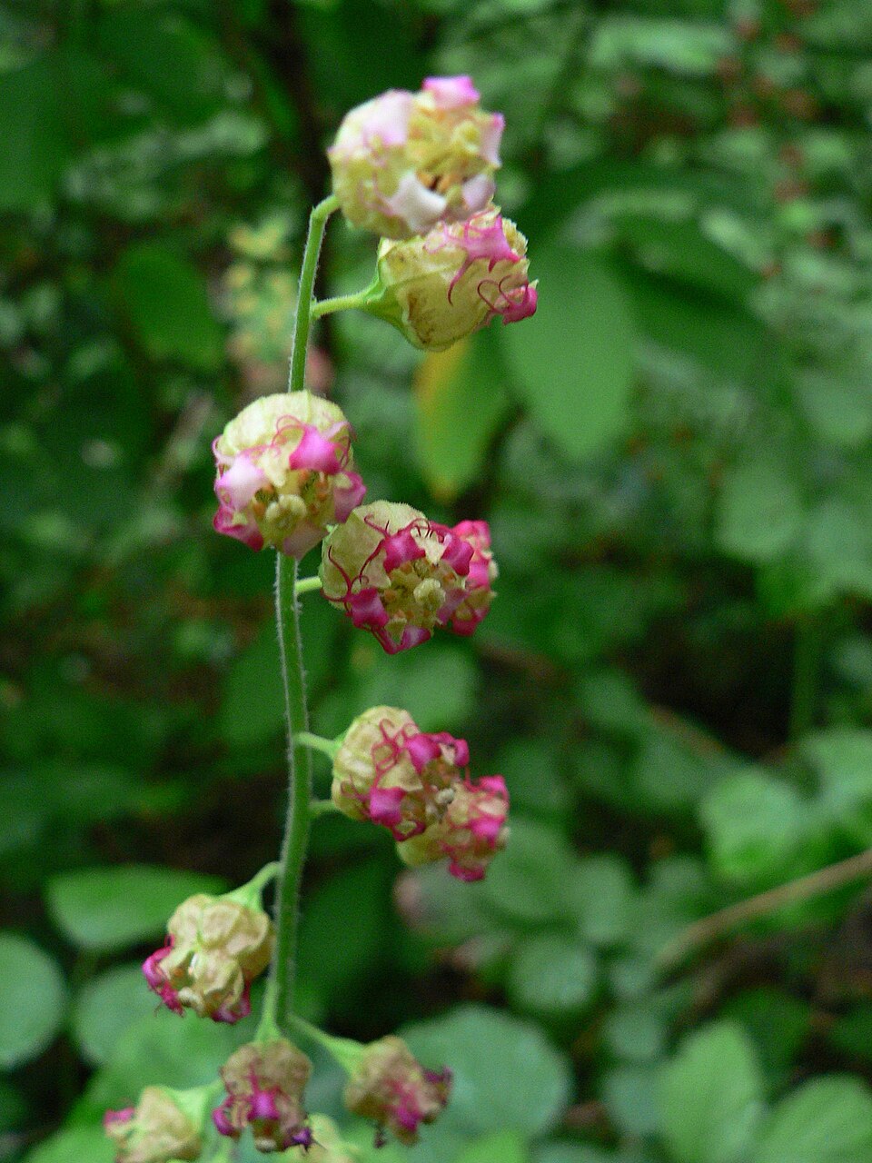 Tellima grandiflora (Fringecup) (alternate view 6)